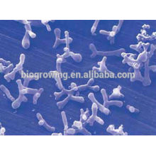 Bifidobacterium